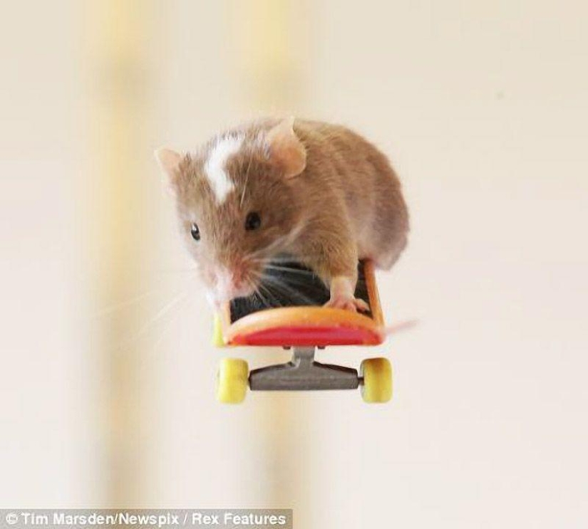 Extreme mice
