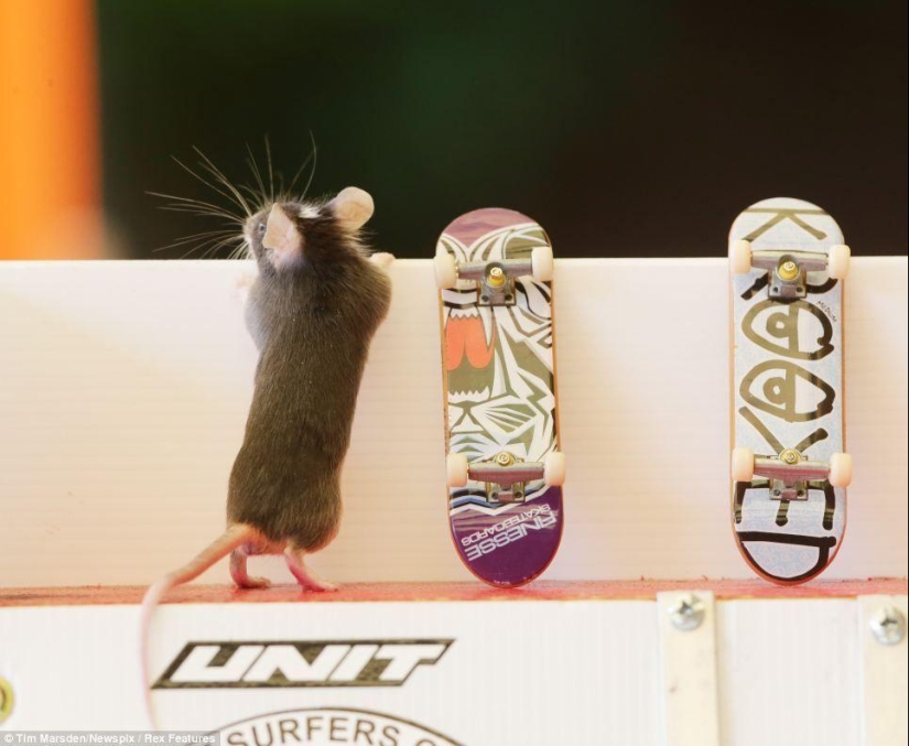 Extreme mice