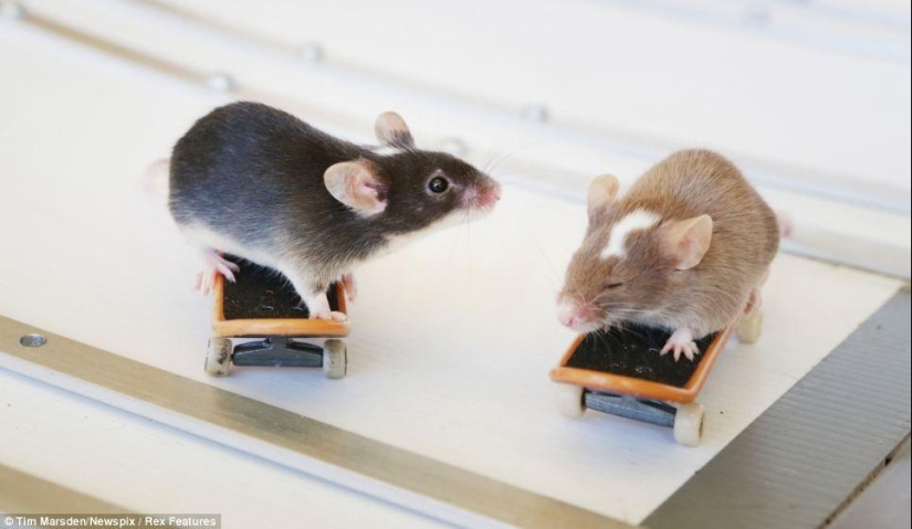 Extreme mice