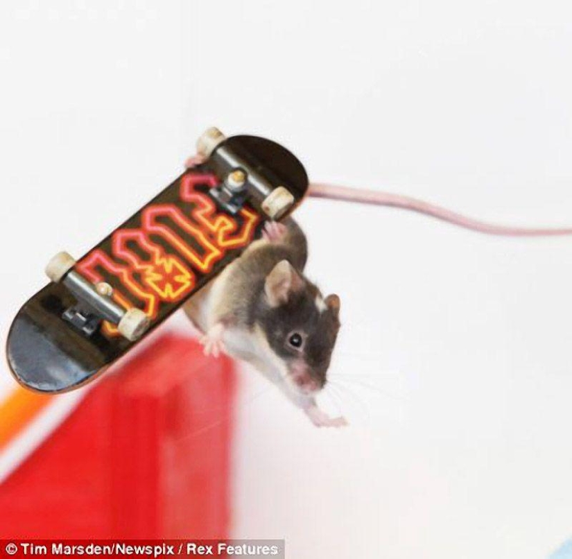 Extreme mice