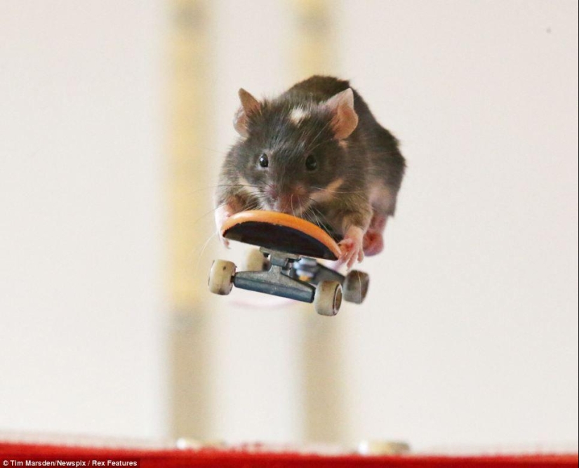 Extreme mice
