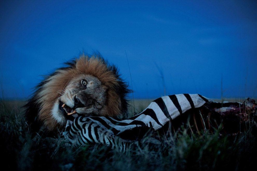 Face to face with the lion Face to face with the lion