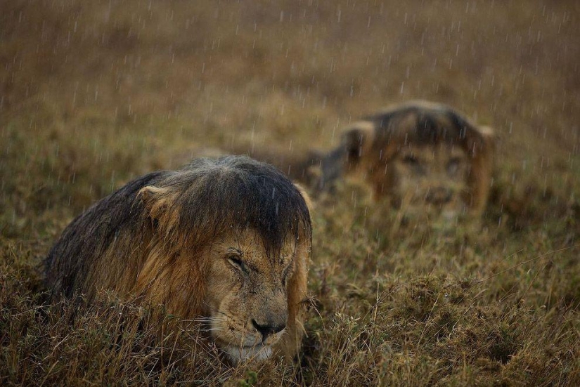Face to face with the lion Face to face with the lion