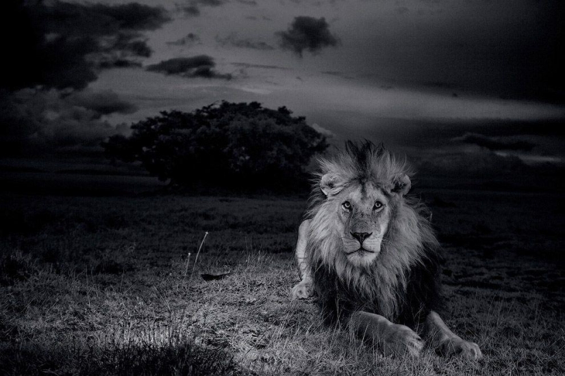 Face to face with the lion Face to face with the lion