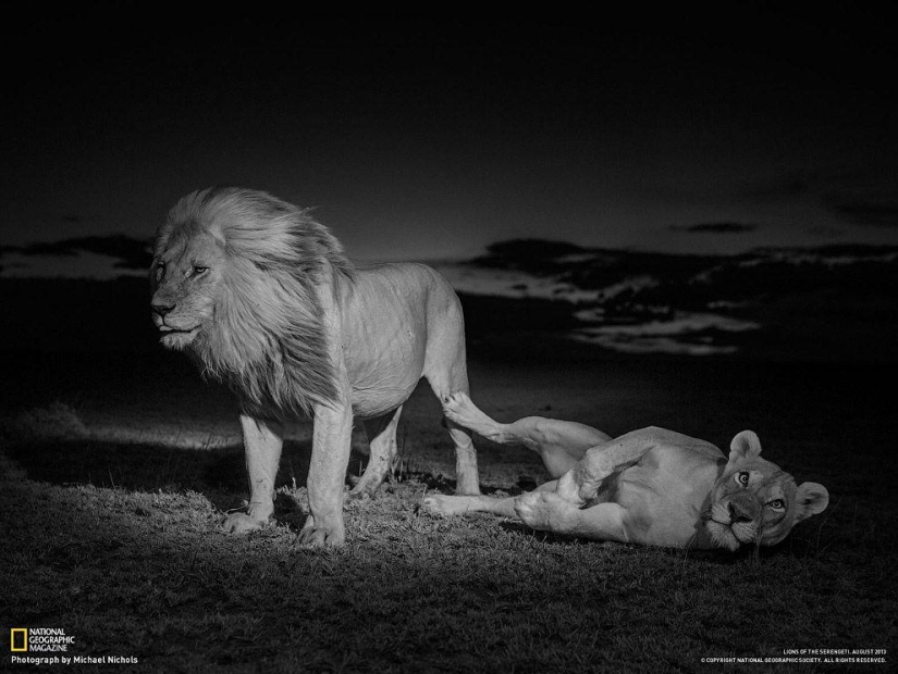 Face to face with the lion Face to face with the lion