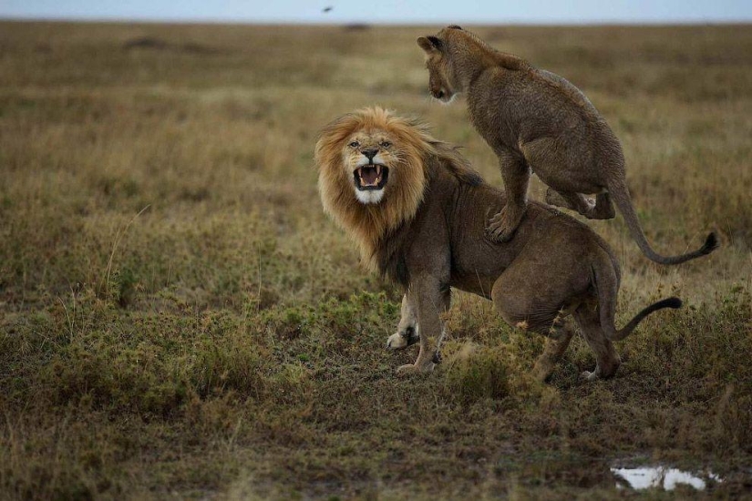 Face to face with the lion Face to face with the lion