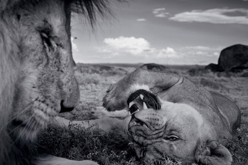 Face to face with the lion Face to face with the lion