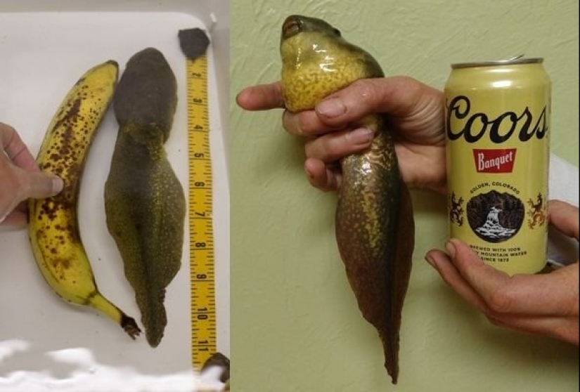 Fantasy Beasts: 15 Animals With Unusual Genetic Anomalies!