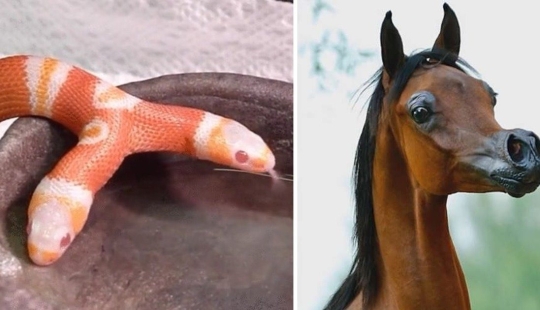 Fantasy Beasts: 15 Animals With Unusual Genetic Anomalies!