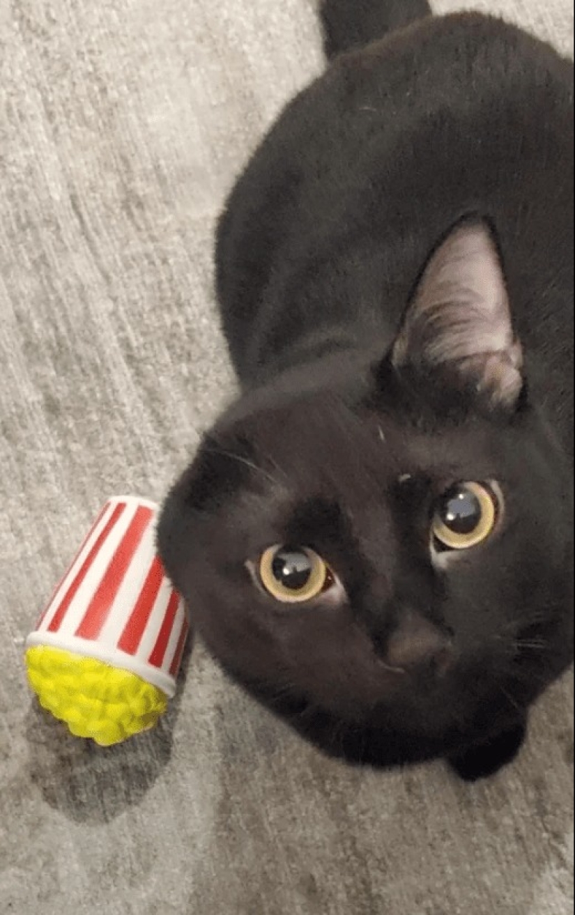 Fantasy Beasts: 15 Animals With Unusual Genetic Anomalies!