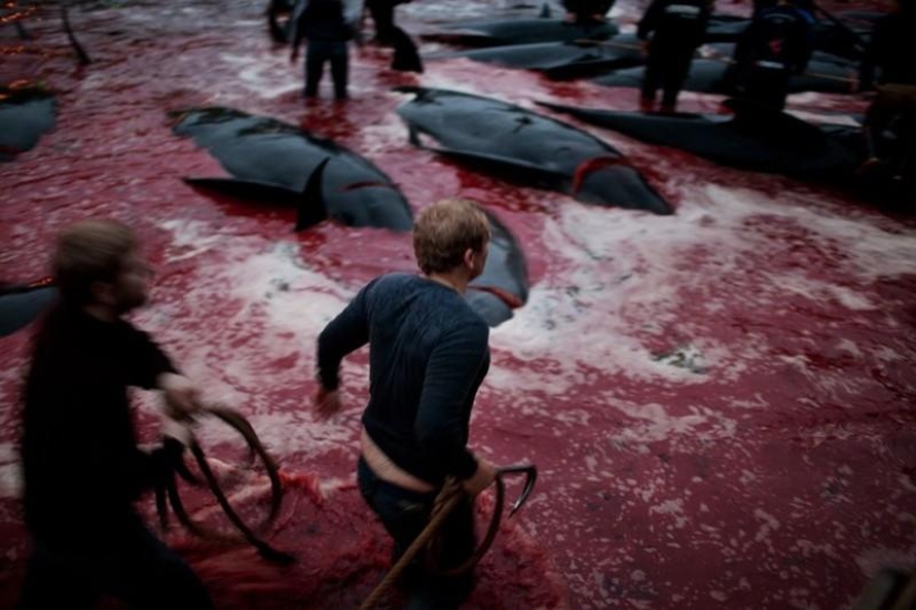 Faroe Islander tries to justify cruelty of whale killing