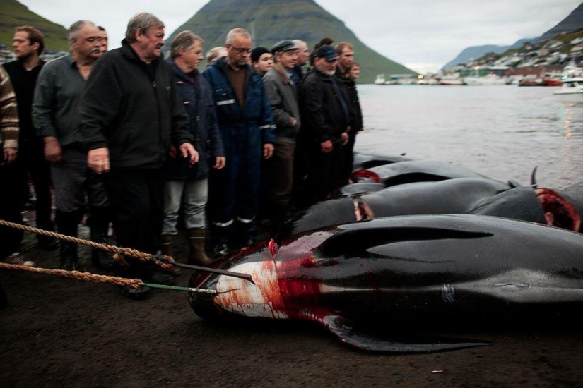Faroe Islander tries to justify cruelty of whale killing
