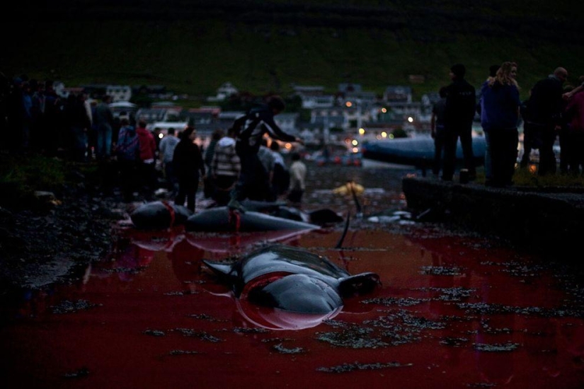Faroe Islander tries to justify cruelty of whale killing