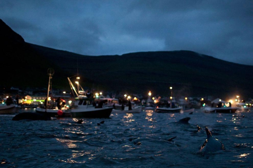 Faroe Islander tries to justify cruelty of whale killing