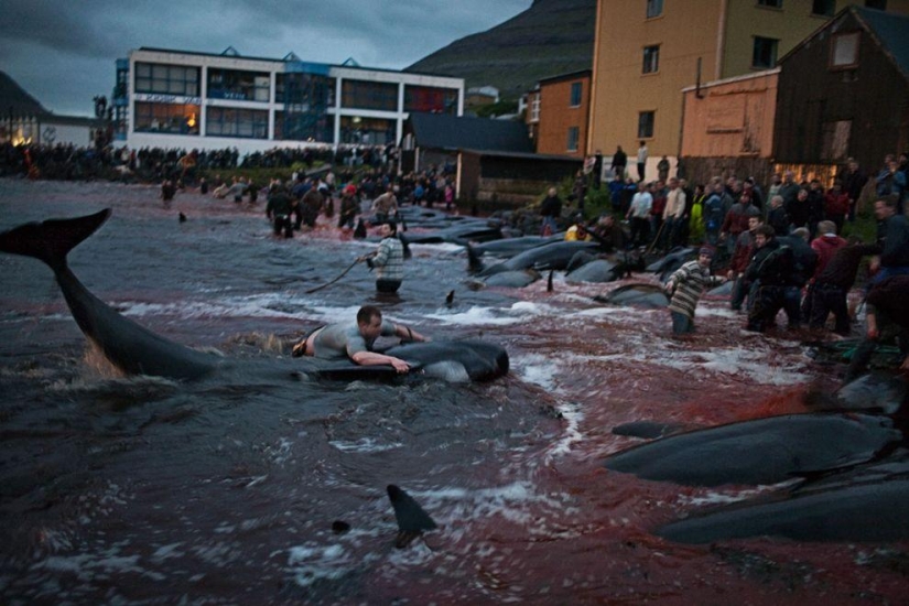 Faroe Islander tries to justify cruelty of whale killing