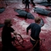 Faroe Islander tries to justify cruelty of whale killing Faroe Islander tries to justify cruelty of whale killing