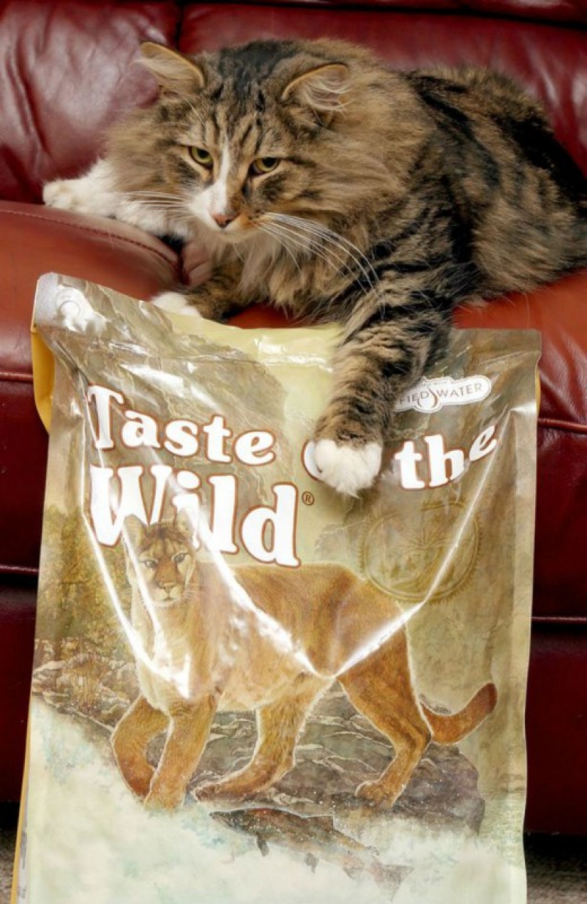 Fat and happy cat, missing more than a year ago, was found at the pet food factory