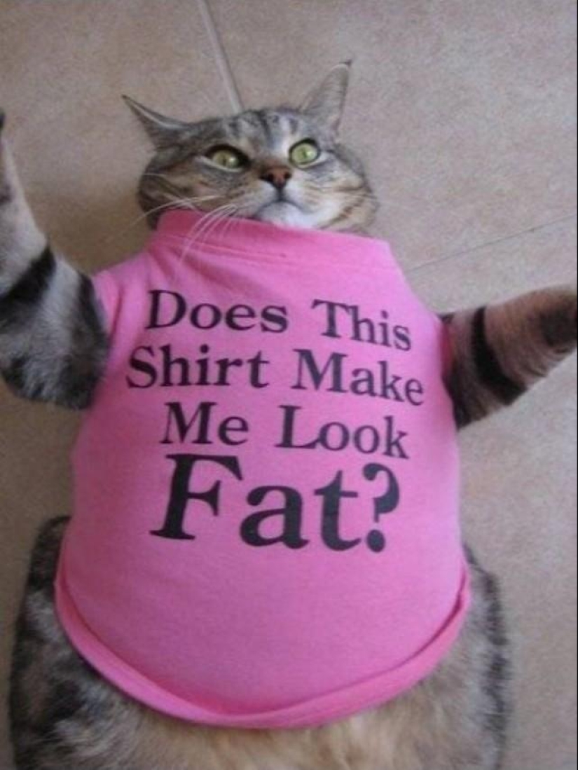 fat cats