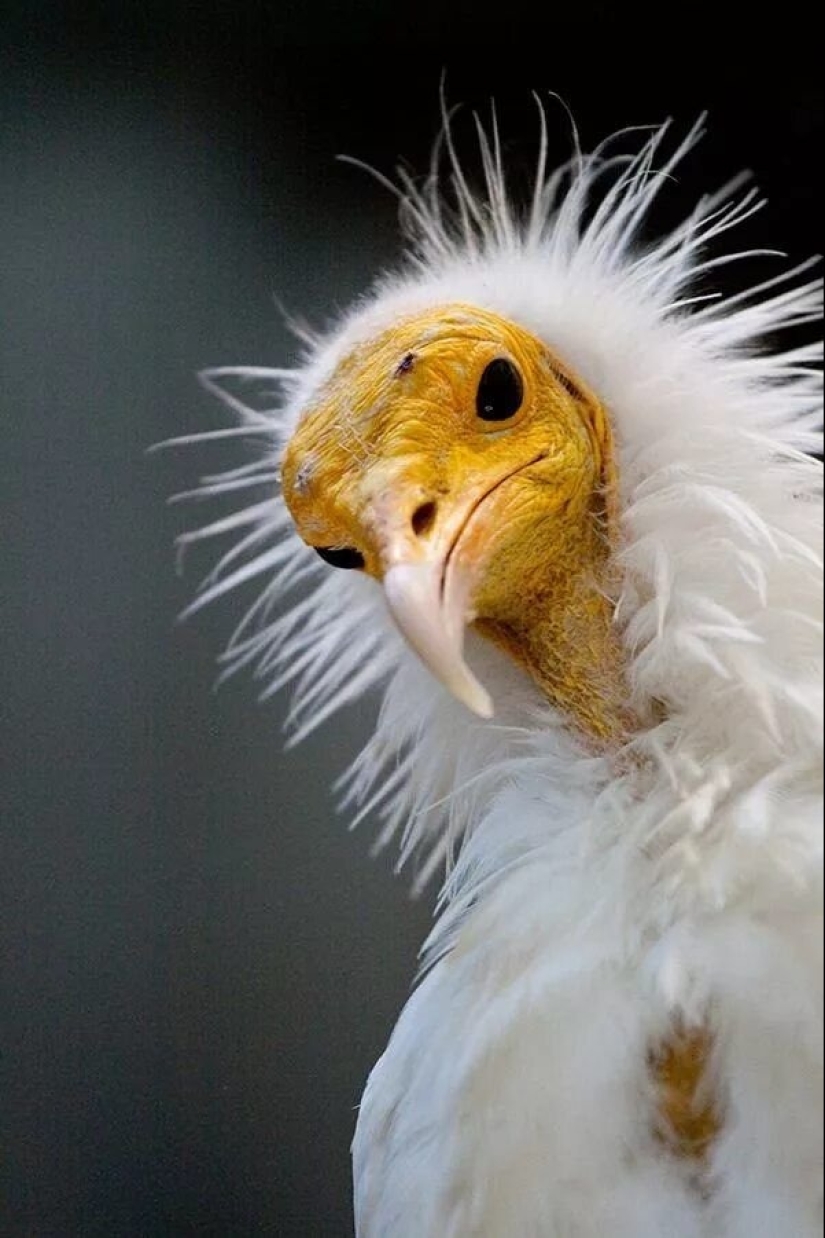 Fauna inusual: 8 divertidas fotos emocionales de pájaros