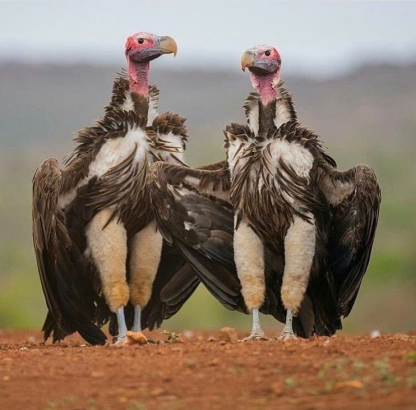 Fauna inusual: 8 divertidas fotos emocionales de pájaros