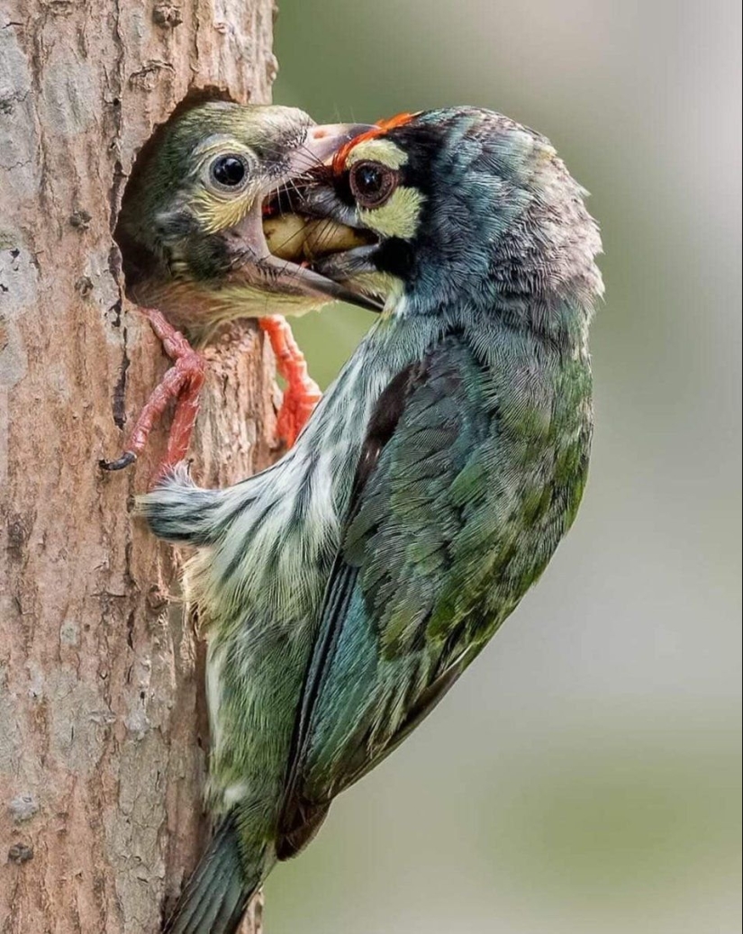 Fauna inusual: 8 divertidas fotos emocionales de pájaros