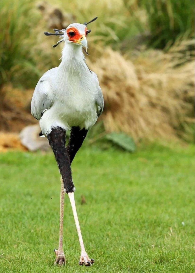 Fauna inusual: 8 divertidas fotos emocionales de pájaros