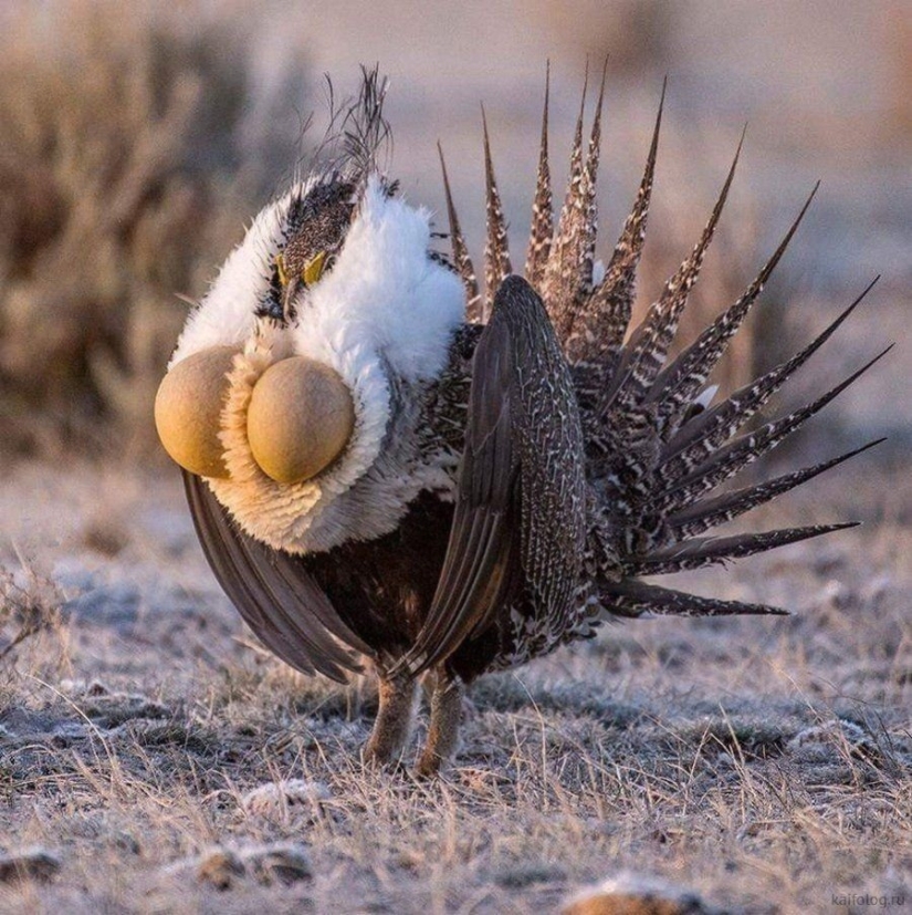 Fauna inusual: 8 divertidas fotos emocionales de pájaros