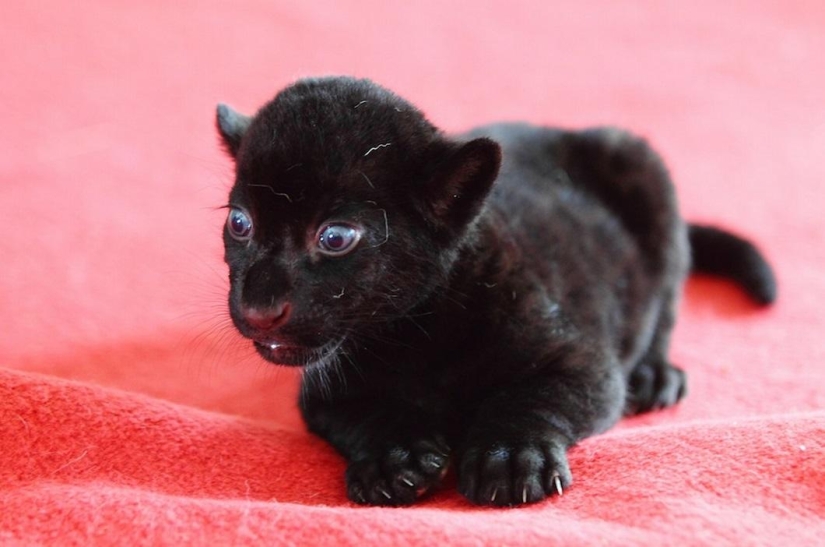 Fear me! Unique black tiger cub without stripes posing just for you Fear me! Unique black tiger cub without stripes posing just for you