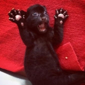 Fear me! Unique black tiger cub without stripes posing just for you