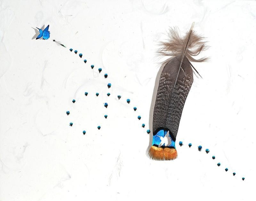 Feathers as art