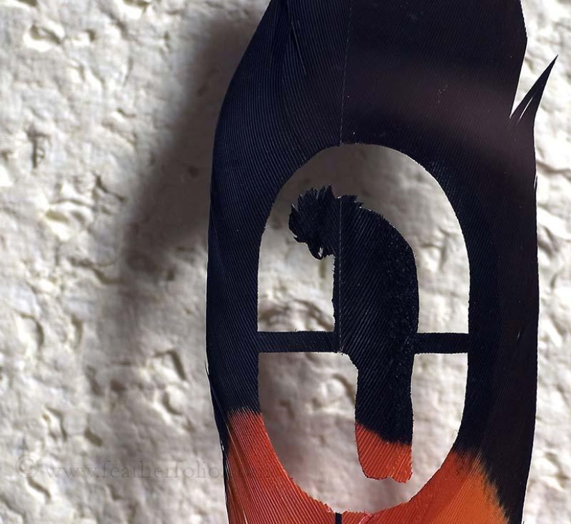 Feathers as art