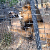 feliz dia para la paloma