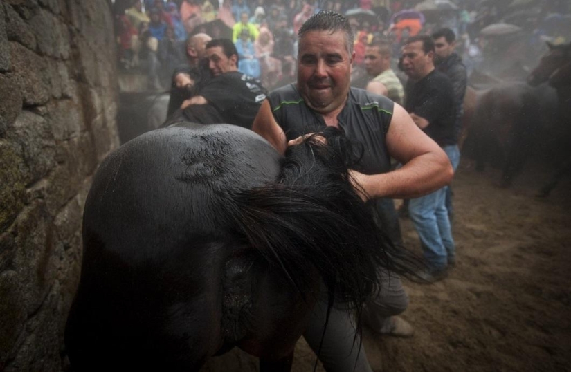 Fiesta Rapa das Bestas