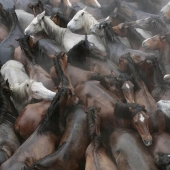 Fiesta Rapa das Bestas