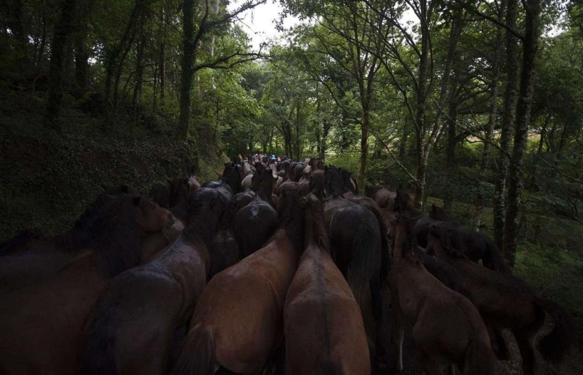 Fiesta Rapa das Bestas