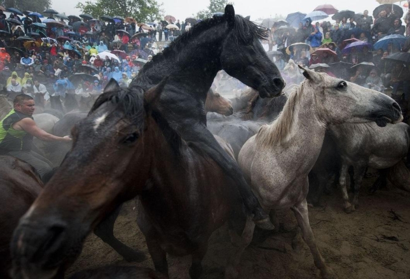 Fiesta Rapa das Bestas