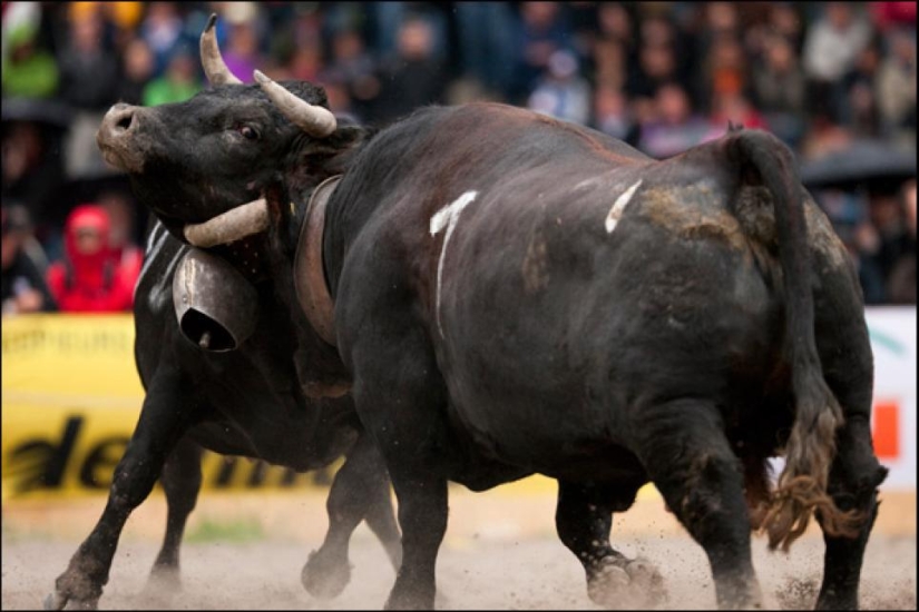 Fighting queens: cuando hay vacas en el ring Fighting queens: cuando hay vacas en el ring