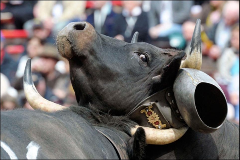 Fighting queens: cuando hay vacas en el ring Fighting queens: cuando hay vacas en el ring