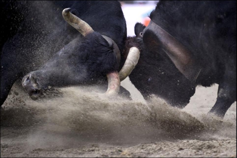 Fighting queens: cuando hay vacas en el ring Fighting queens: cuando hay vacas en el ring