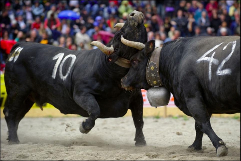 Fighting queens: when there are cows in the ring Fighting queens: when there are cows in the ring