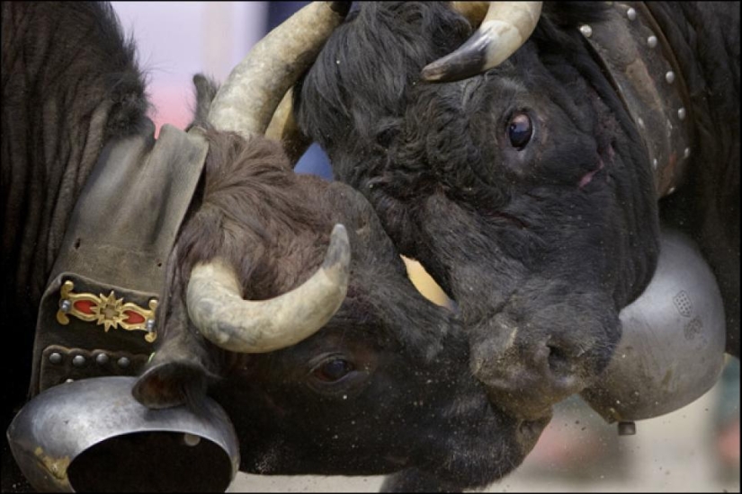 Fighting queens: when there are cows in the ring Fighting queens: when there are cows in the ring