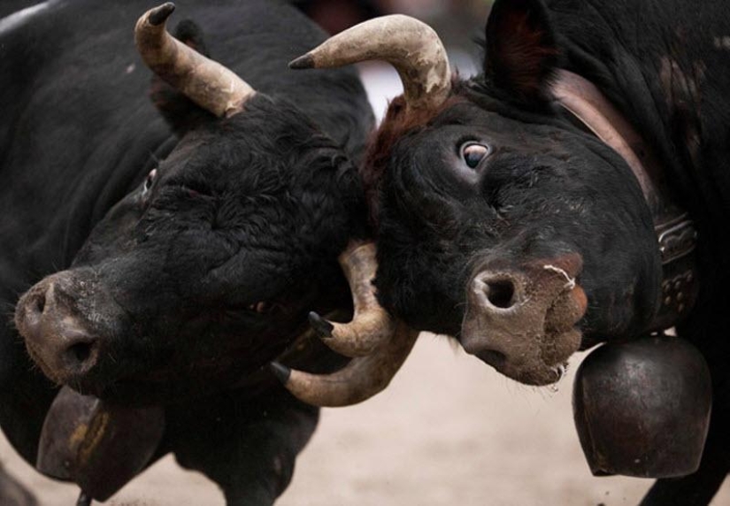 Fighting queens: when there are cows in the ring Fighting queens: when there are cows in the ring