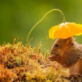 Finalistas Concurso de Fotografía Smithsonian 2016