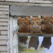 Finalistas del concurso "¡No puede ser!" de "Yandex.Fotos"