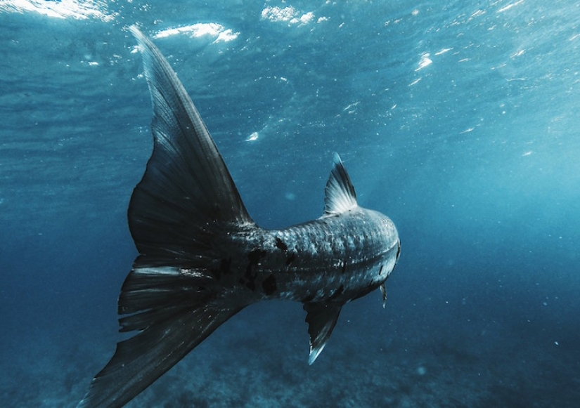 Finalists of the largest photo contest in the world EyeEm have been announced