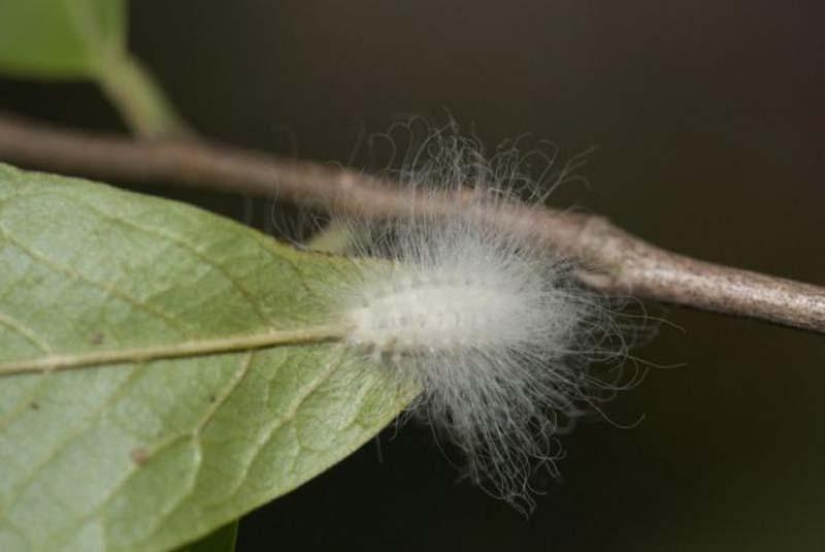 Fire creatures Megalopyge lanata