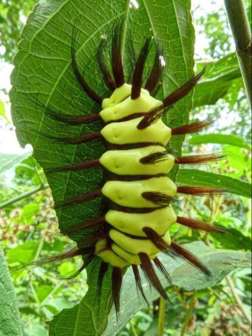 Fire creatures Megalopyge lanata