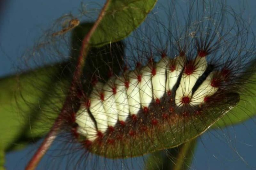 Fire creatures Megalopyge lanata