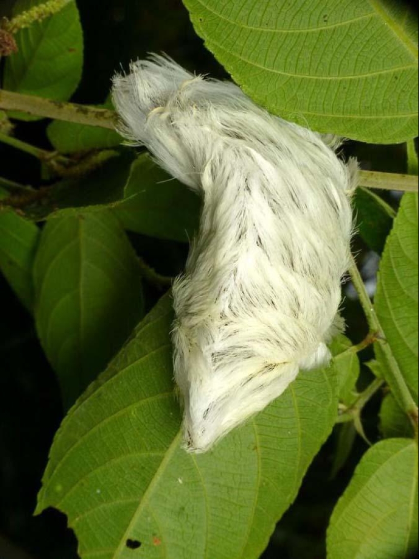 Fire creatures Megalopyge lanata