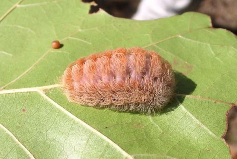 Fire creatures Megalopyge lanata